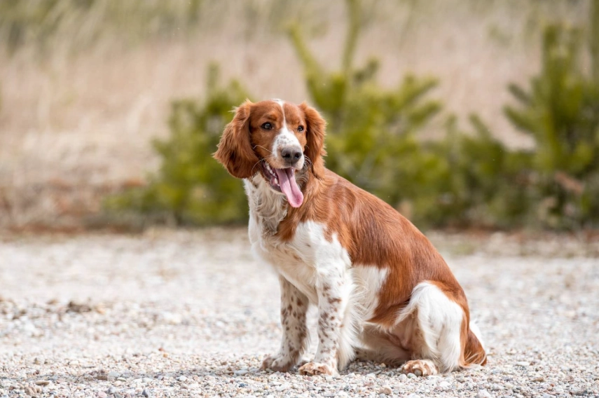 spaniel dog training spaniel dog training