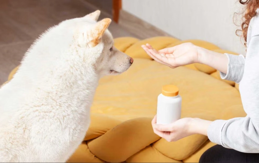 dog anxiety medication