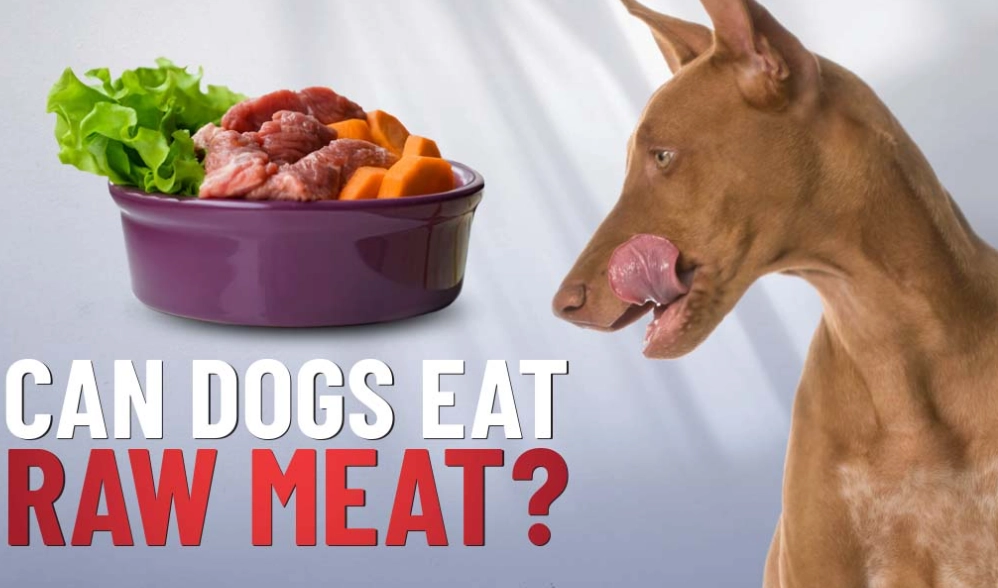 risks of raw dog diet risks of raw dog diet