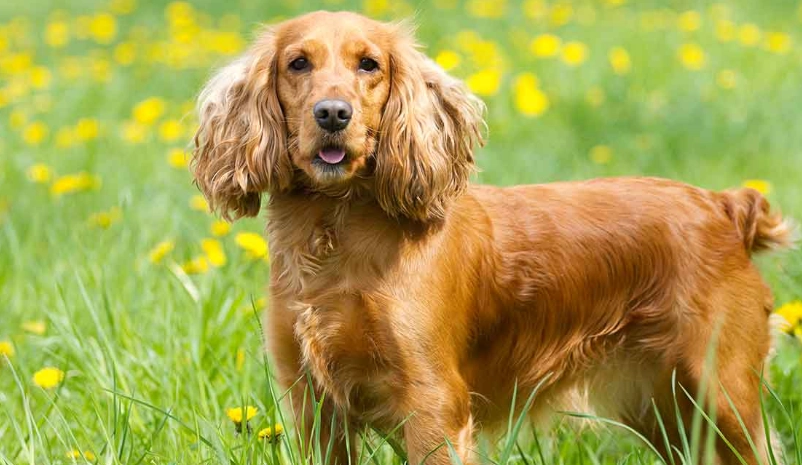 spaniel dog grooming spaniel dog grooming