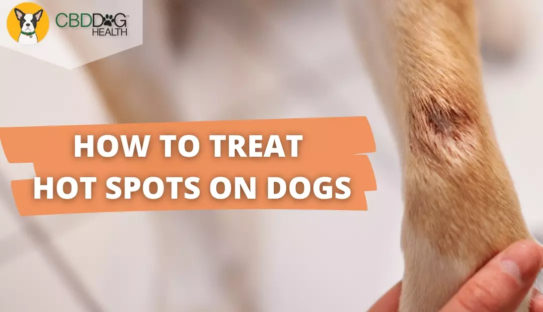 how to treat hot spots on dogs how to treat hot spots on dogs