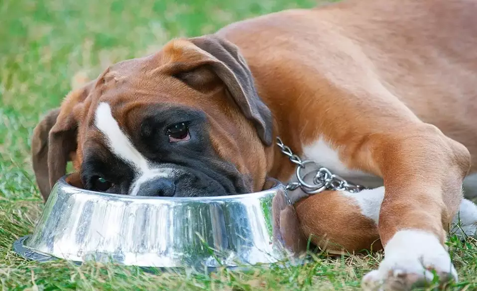 dog intolerance symptoms dog intolerance symptoms