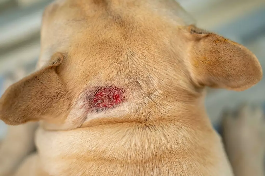 how to treat hot spots on dogs how to treat hot spots on dogs