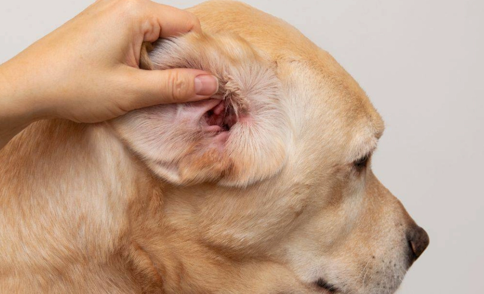 how to treat ear infection in dog how to treat ear infection in dog