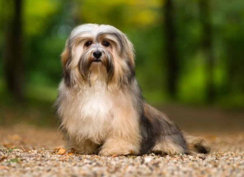 Havanese care