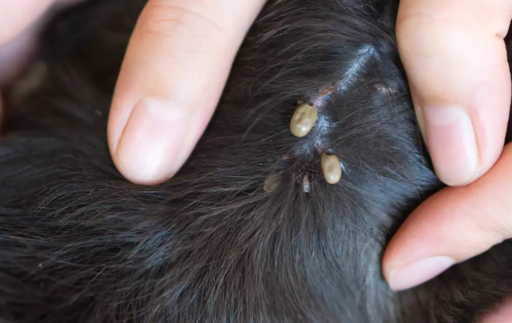 dog flea treatment dog flea treatment