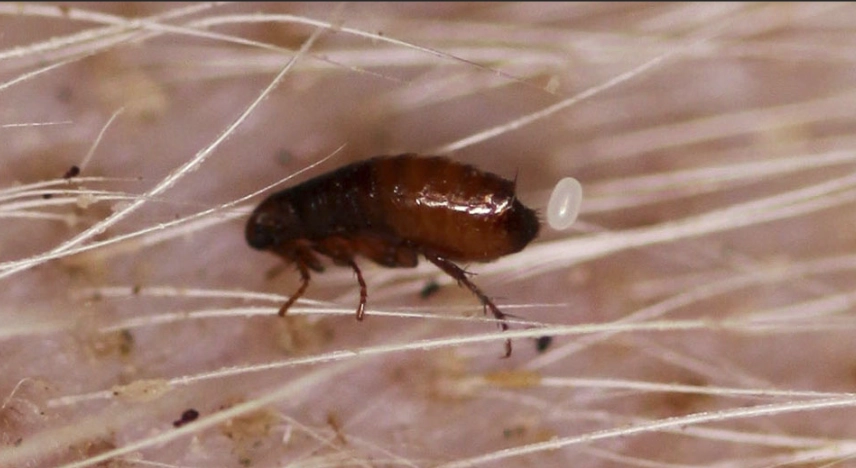 flea prevention for dogs flea prevention for dogs