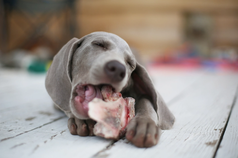 raw meat for dogs raw meat for dogs