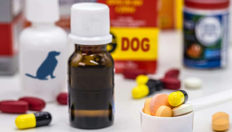 dog anxiety medication