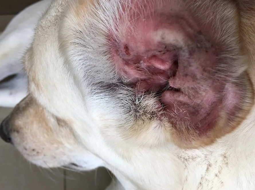 dog ear infection symptoms dog ear infection symptoms