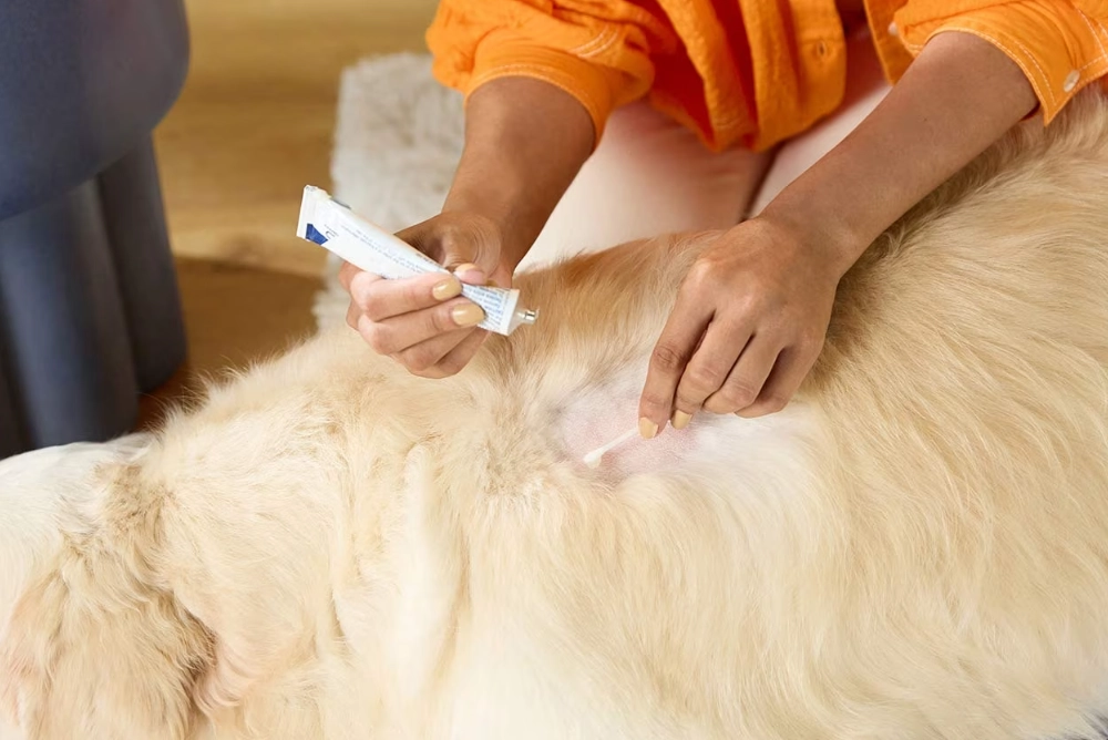 hot spot on dog home remedy hot spot on dog home remedy