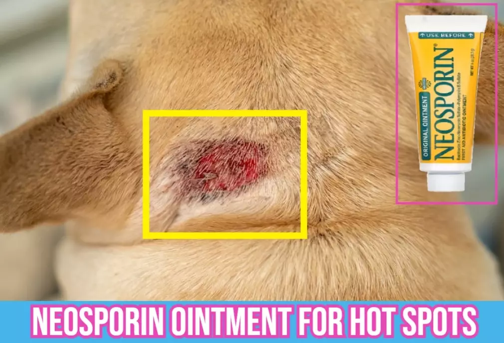 dog hot spot treatment dog hot spot treatment