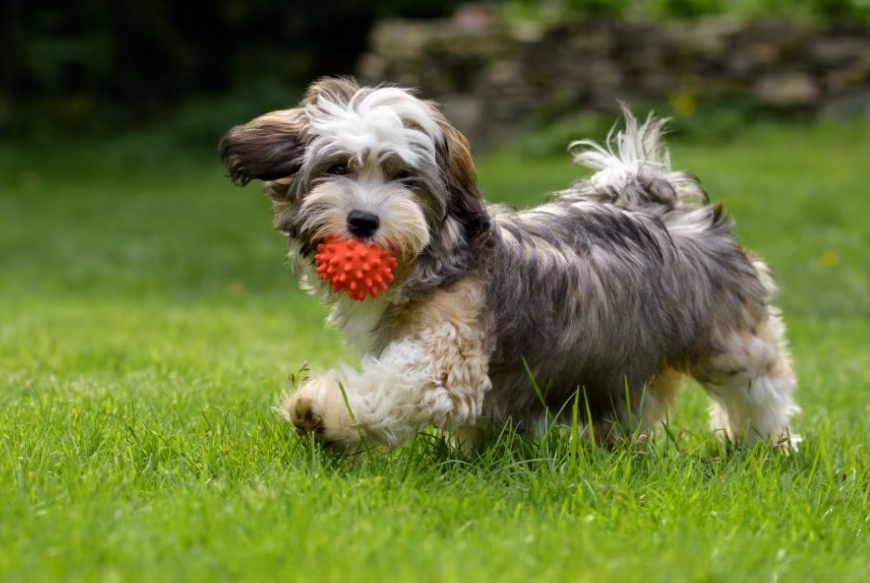 Havanese dog breed