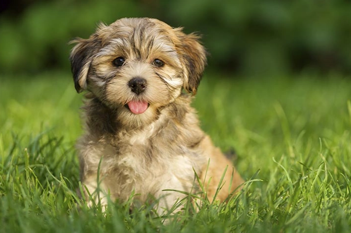 Havanese dog breed