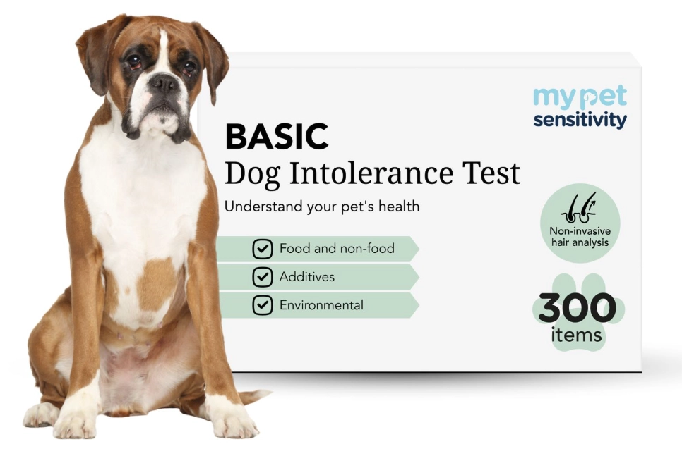 dog intolerance vs allergy dog intolerance vs allergy