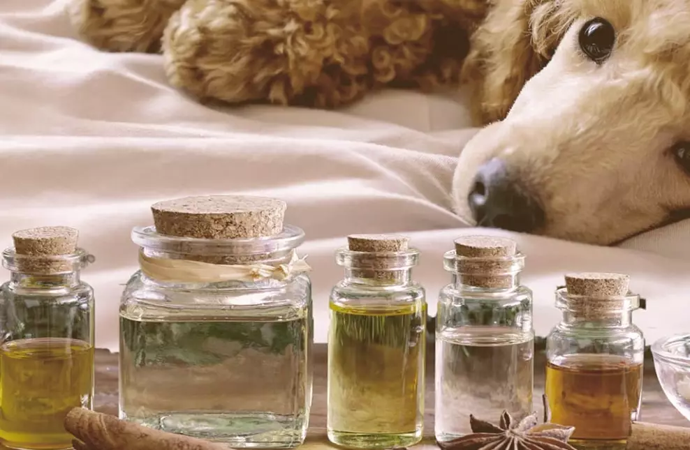 dog safe essential oils