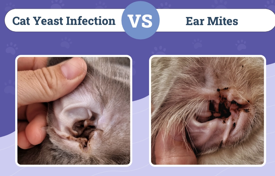 cat ear infection symptoms