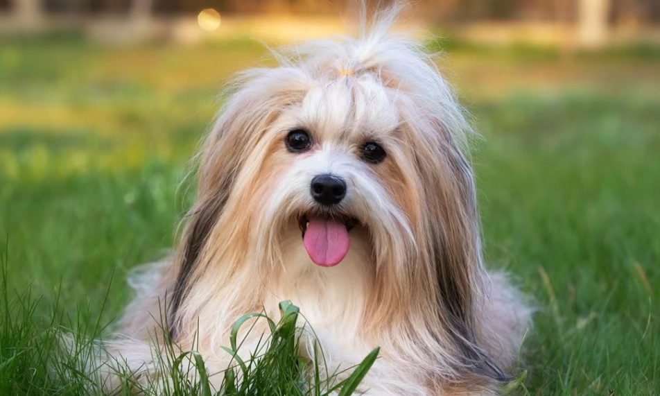havanese dog breed