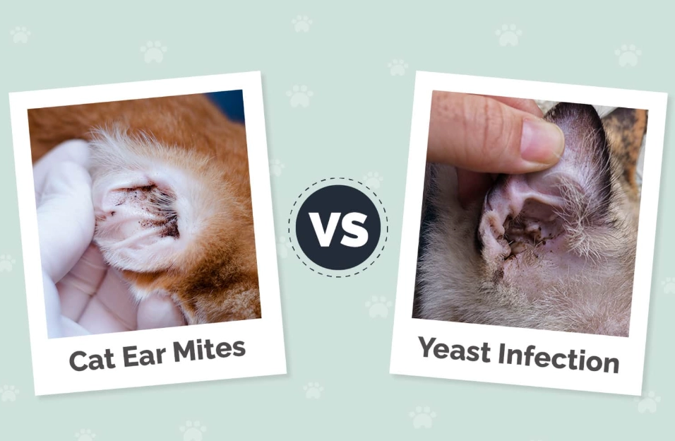 how to prevent cat ear infection