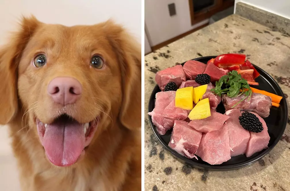 feeding dogs raw food feeding dogs raw food