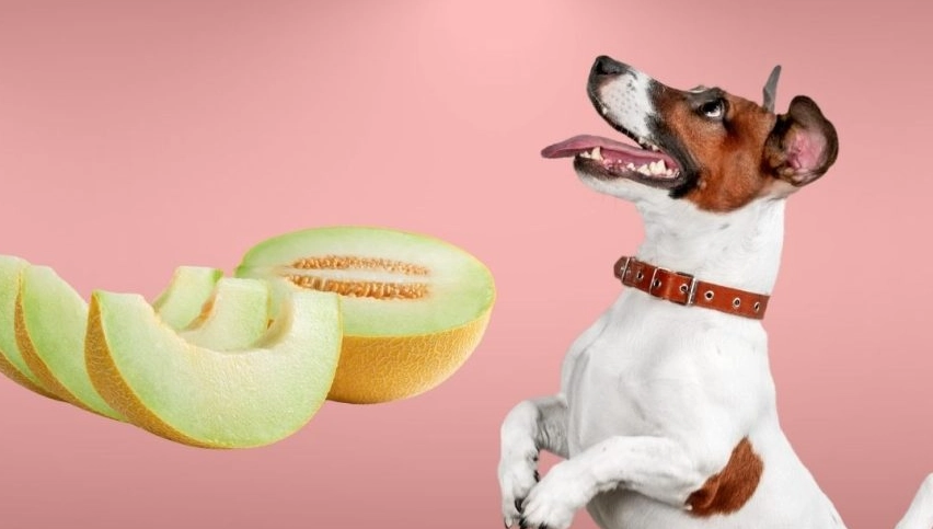 honeydew for dogs