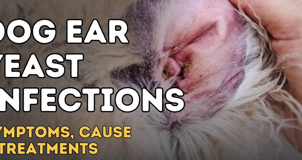 chronic ear infections in dogs chronic ear infections in dogs