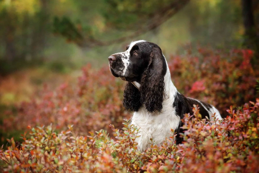 spaniel dog breeds