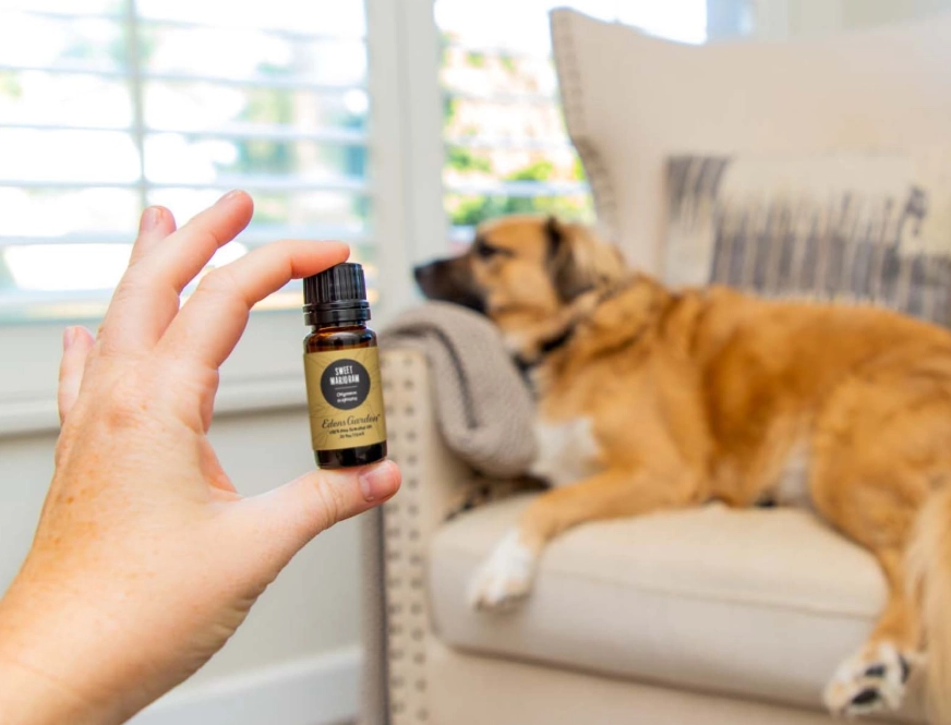 essential oil safety for dogs