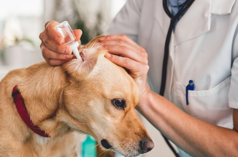 Dog Ear Infection Treatment: A Complete Guide for Pet Owners