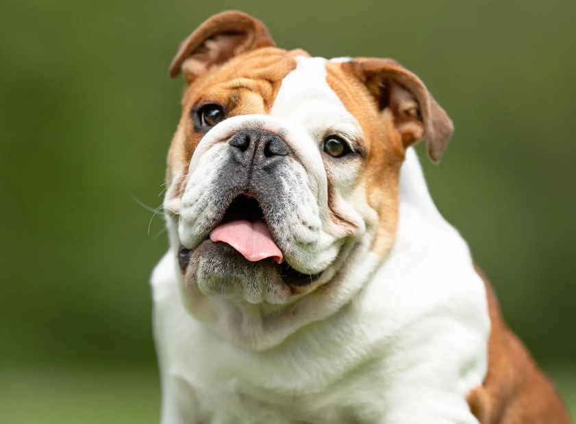 Bulldog health problems