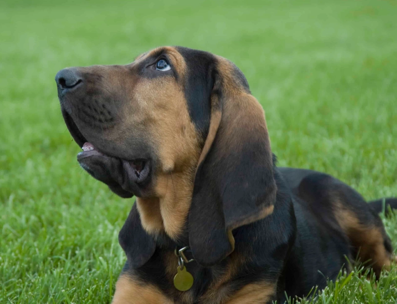 bloodhound training