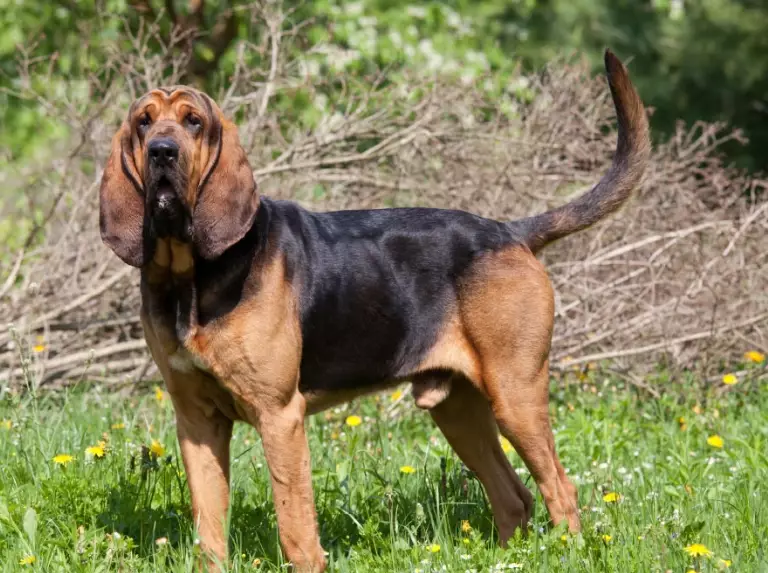 bloodhound care tips
