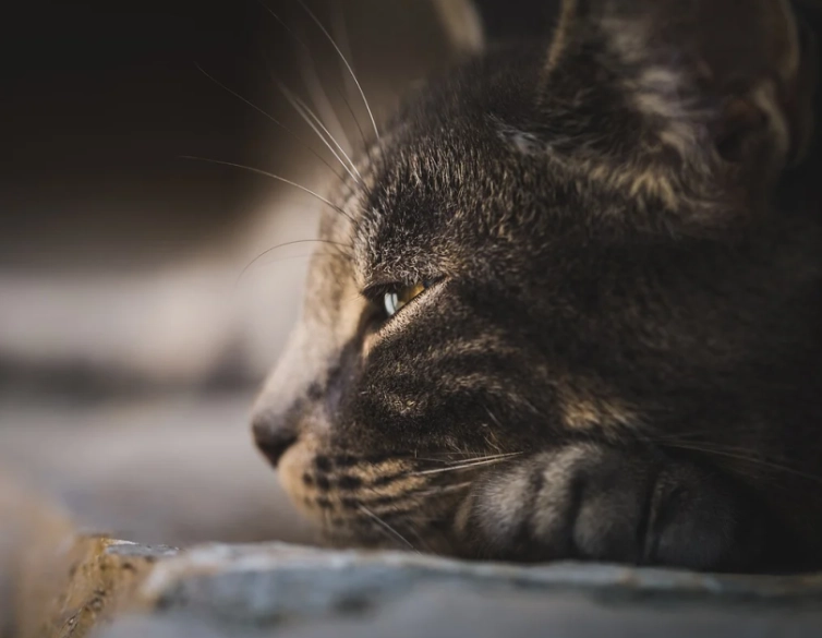 how often do cats go into heat