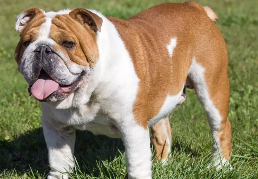 English Bulldog care