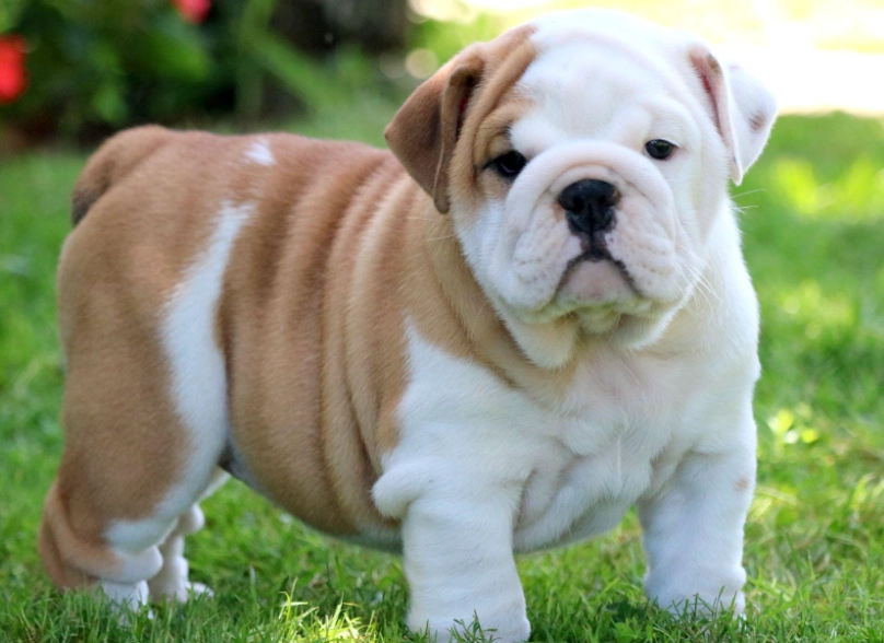 Bulldog health problems