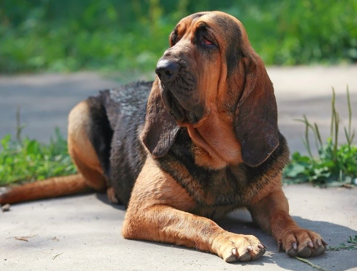 Bloodhound Dog Breed Guide: Care, Training & Traits