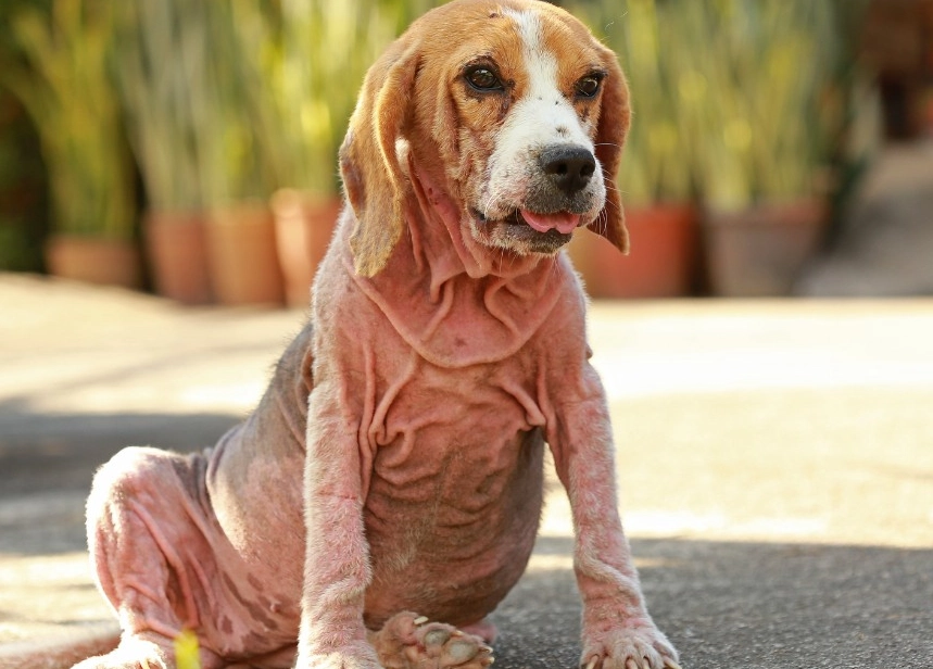 Demodex vs Sarcoptic Mange in Dogs: Symptoms, Treatment & Home Care
