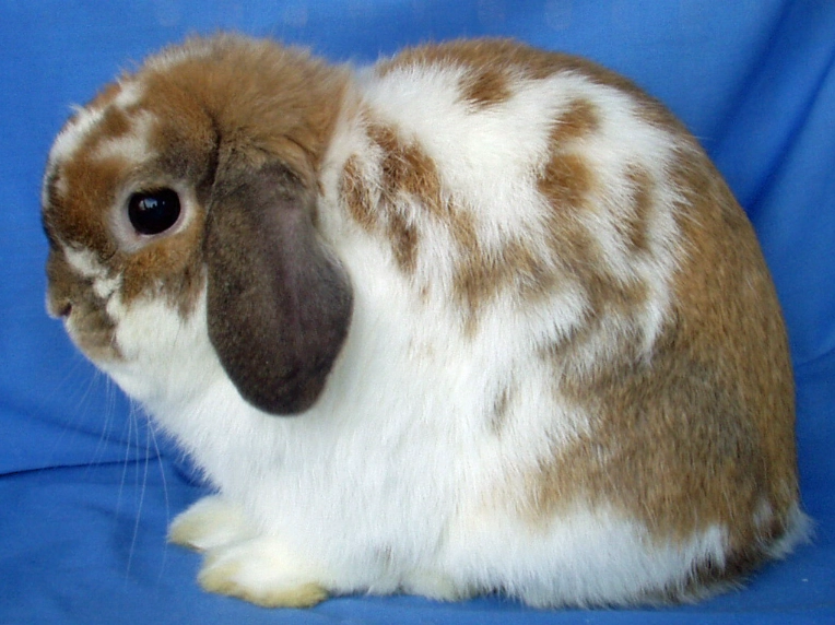 holland lop temperament