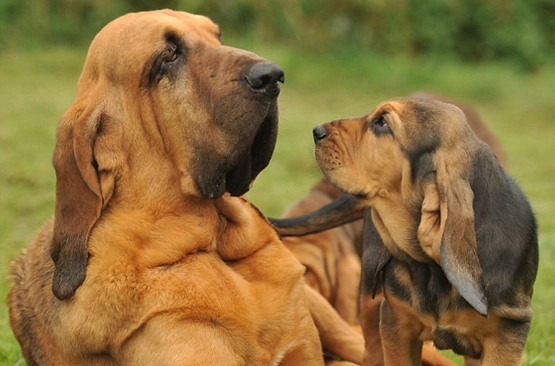 bloodhound breed information