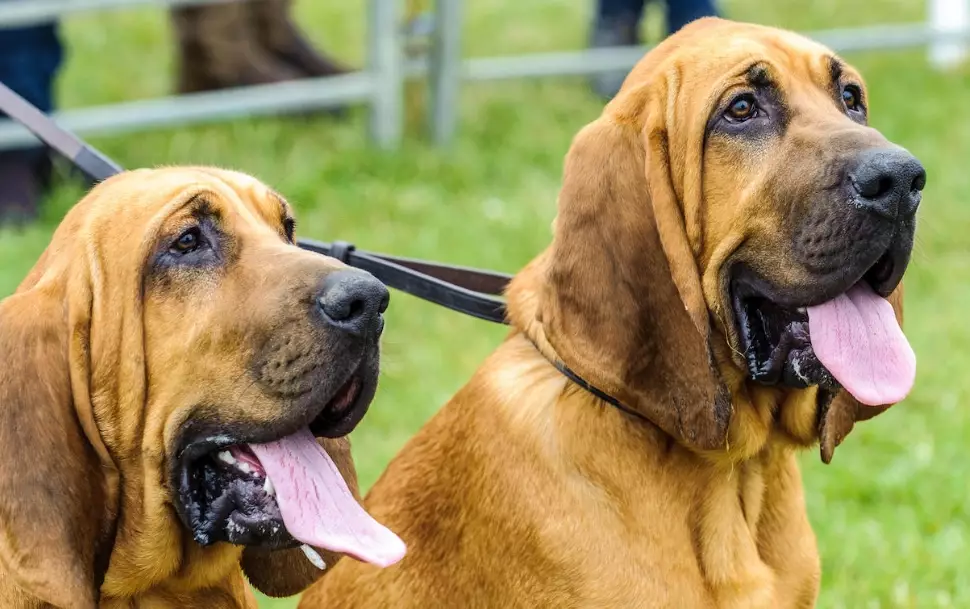 bloodhound training