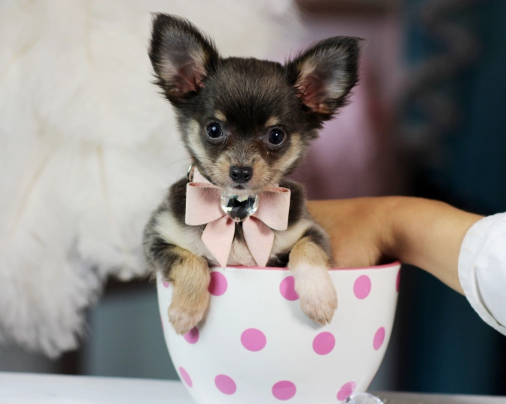 Teacup Chihuahua Care Guide: Health, Training & Lifespan