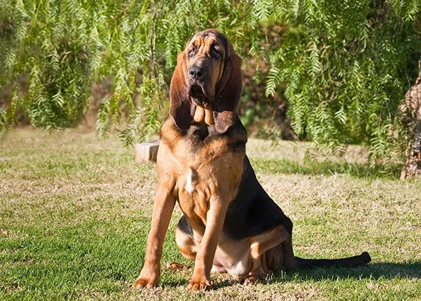 bloodhound breed information
