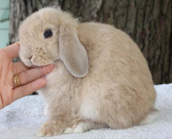 Holland Lop Rabbit Care Guide: Essential Tips for Owners