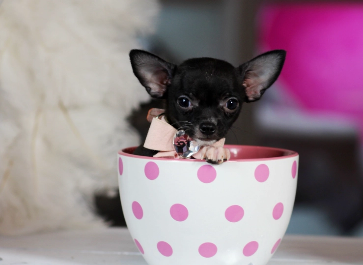 teacup chihuahua health problems