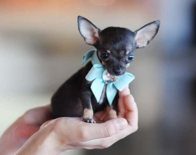 teacup chihuahua lifespan