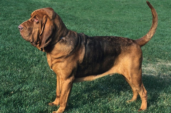 bloodhound care tips
