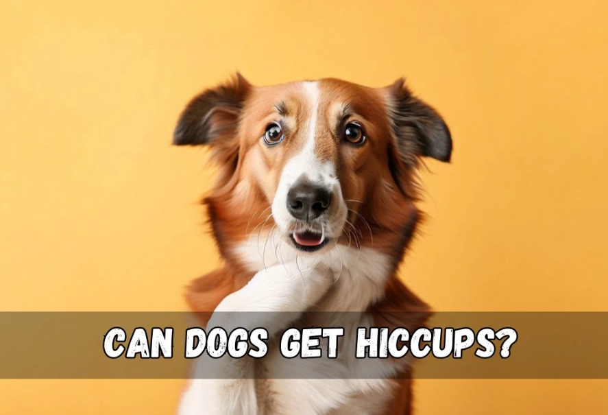 dog hiccups