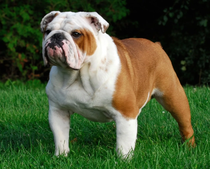 Bulldog temperament