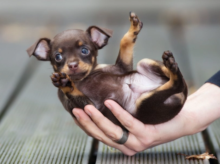 teacup chihuahua training tips