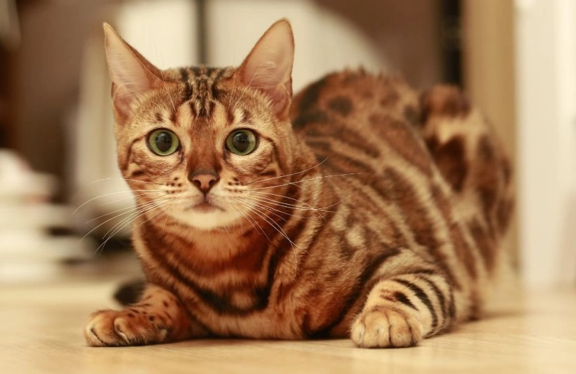 cat in heat duration